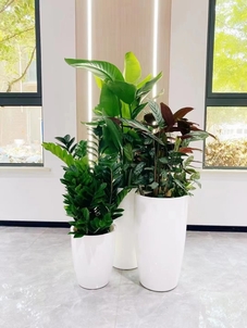 优质海曙花木租赁设计，装点美好家园